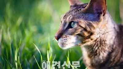 부산시 부경대에 길고양이 '야옹이 쉼터' 운영
