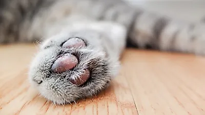 고양이 발톱 제거술을 대신할 대안 법?