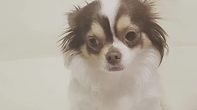 비스트 양요섭, 양갱이 근황 공개...'사랑스러워'