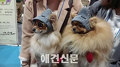 [포토] 2015 케이펫페어를 찾은 귀여운 견공들 ⓵