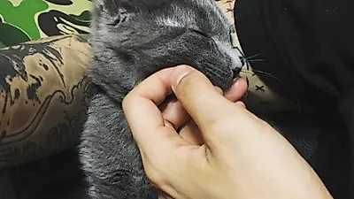 엠버 반려묘, 품 안에서 꿀잠 "Welcome to the family little one"