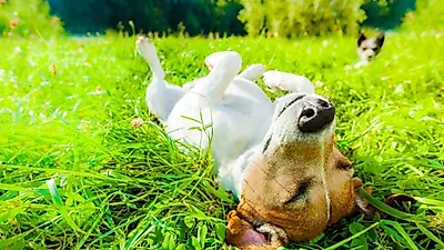 멍울이 잡힌다면? 반려견이 걸리는 피부암의 증상과 종류