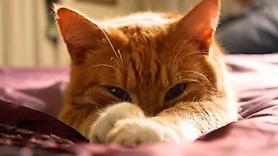 길고양이 다큐멘터리, 고양이의 삶 재조명