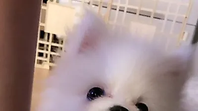 EXID 멤버 LE 반려견, 하얀 솜뭉치 자태 '인형같아'