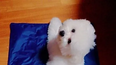 보라 반려견, 파란 쿨매트 위에 하얀 비숑