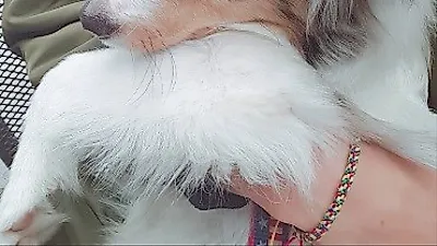 이하율 반려묘, 셔틀랜드쉽독블루멀의 자태란 이런 것