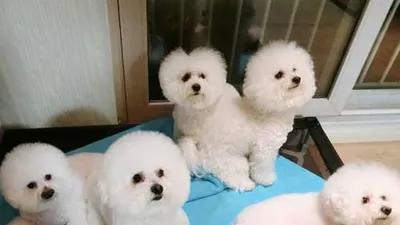 '미녀 공심이' 서효림, 고된 촬영 후 만난 반려견 "내 기쁨들"