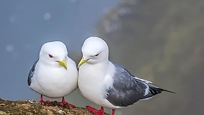 영국 토종 갈매기, 멸종위기 직면해