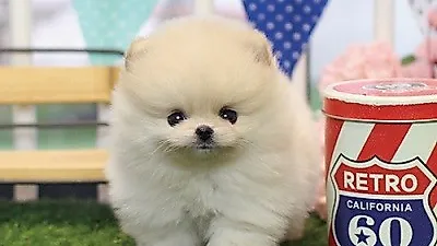 강아지분양 전 알면 좋은 애견정보, 베이비몽