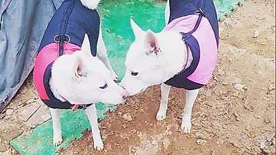 "잘 키우겠다" 입양한 뒤 2시간만에 도살…진도 모녀견 가해자 20일 재판 선고