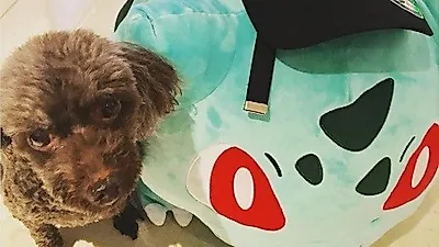 보아 반려견, 인형 옆에서 인형처럼 '찰칵'