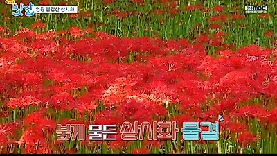 불갑산에서 느끼는 상사화의 내음, '영광 불갑산상사화축제'에서