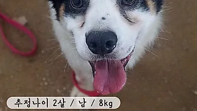 친화력 甲 사람 손길 무지 좋아하는 '아더'에게 새 가족이 되어주세요