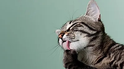 고양이 집사의 고민거리!  '고양이 헤어볼',  원인과  예방법 및 나타나는 증상 알아보자