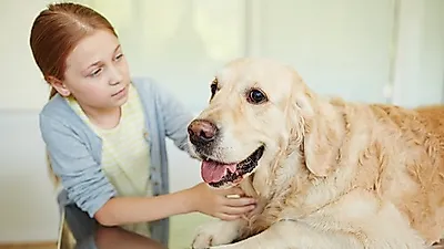 펫시터 반려동물관리사 자격증합격대비 강좌 무료수강이벤트