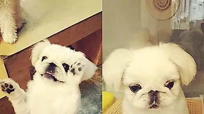 강예원, 반려견 근황 공개 "2주째 병원 호텔에 있는 로미"