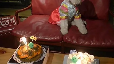 엄지원 반려견, 생일 맞아 색동옷 입고 '찰칵'