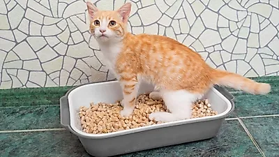고양이 소변에서 건강 상태가 보인다