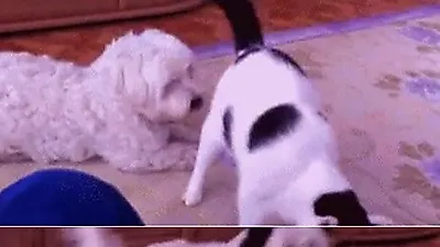 강아지 얼굴에 방귀 뀐 고양이 '시원하다냥'
