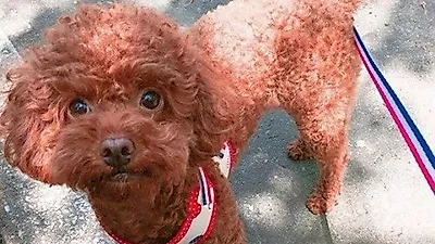 레인보우 노을, 강아지와 산책 인증샷..."행복하자"