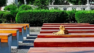 고양이, '터키'서 사회 전반에 영향력 행사