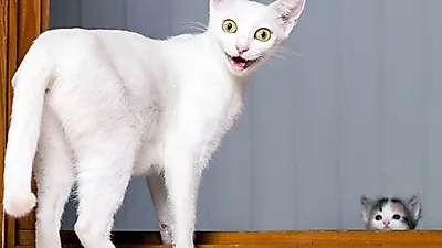 고양이 공포증에 대한 모든 것