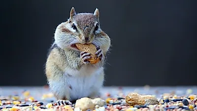 다람쥐 대 얼룩다람쥐, 누가 '먹이 구하기 전쟁'에서 승리할까?
