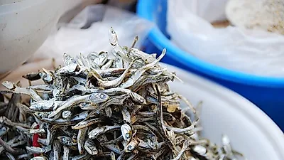 밥 반찬의 대명사 '멸치', 태아의 뼈 형성과 성인 골다공증 예방에 탁월