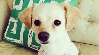서인영, 반려견 사랑이 근황 공개 "살이 토실토실"