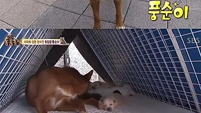 '동물농장' 아파트 경비견을 자처한 강아지 풍순이