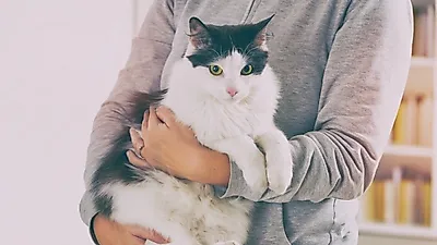 고양이가 포옹을 싫어하는 이유