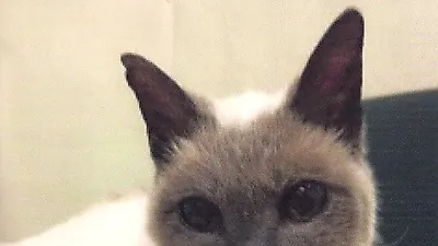 세상에서 가장 나이 많은 고양이