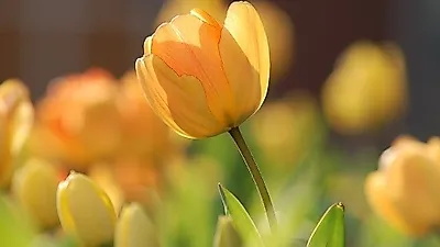 [해외시장 분석] 네덜란드, 전 세계 원예산업 중심지에 서다