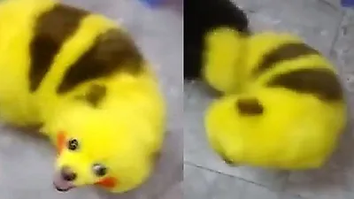[동물학대] 피카츄처럼 반려견 염색한 견주 '학대 논란'