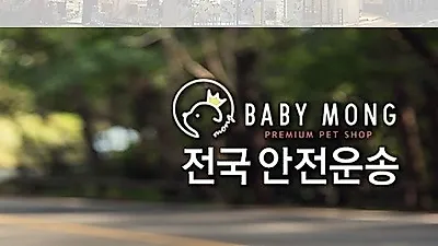 강아지분양 업체 베이비몽, 강남지역 24시간 애완견 분양