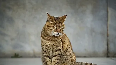 임신한 고양이 사료, 어떤게 좋을까?