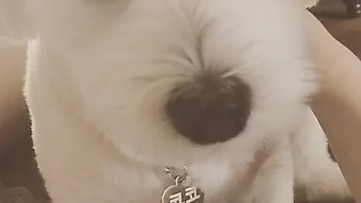 홍수아 반려견, 이발하고 우울해서 아련한 코코