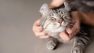 고양이 치매, 사랑하는 반려묘가 이상 징후를 보인다면?