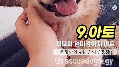 절세미犬 '아토' 입양처 기다려…"고덕구 유기견봉사에 동참해주세요"