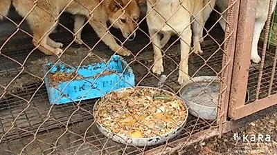 동물보호시민단체 카라, 개식용 변화 촉구 "중복입니다"