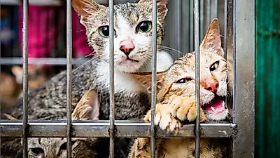 베트남 '고양이 고기' 드러난 밀매의 민낯