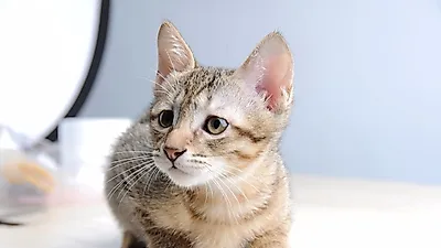 고양이 우울증 진단법