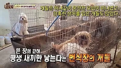 '강아지 공장' 반대 퍼포먼스 캠페인 22일 홍대 개최