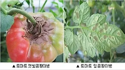 [귀농팁] 봄철, 시설하우스 토마토 곰팡이병 예방법은?