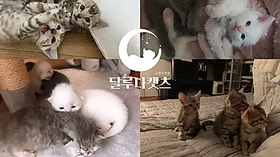 가정위탁분양 전문 '달루나캣츠' 가정묘 브리더 모집