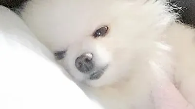 은지원, 반려견과 닮은 꼴 공개 '붕어빵 인증'