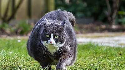 평소보다 물 많이 마신다면? 고양이 당뇨병 의심해야!