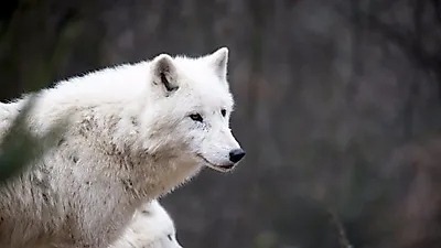 개의 기원, 고대 유럽 늑대로부터 진화