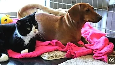 버려진 개와 전신마비 고양이, '특별한 우정'