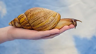 다산의 왕 아프리카대왕달팽이, 반려동물로 기르려면?